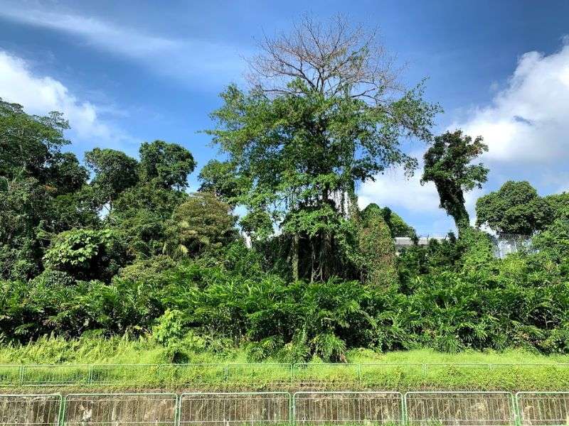 Botanic Garden Singapore