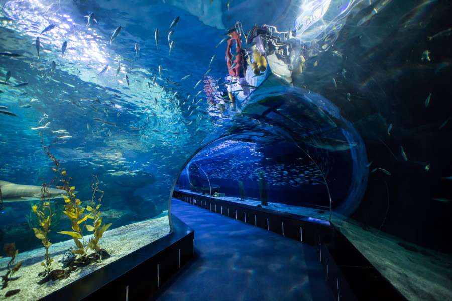 Busan Aquarium