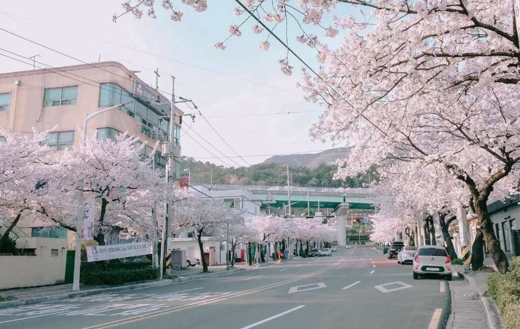 Mùa xuân Jinhae sẽ được chìm đắm trong không gian của sắc hoa anh đào thơm mát 