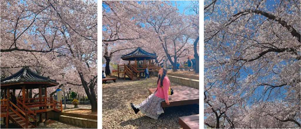 Một số các hình ảnh du khách chụp tại mùa hoa anh đào Jinhae 