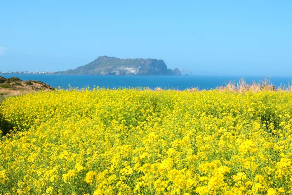 Đảo Jeju vào mùa xuân