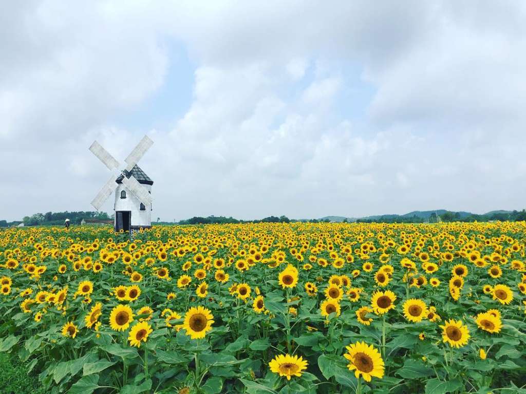 Đắm chìm trước vẻ đẹp thơ mộng của cánh đồng hoa hướng dương Bắc Giang