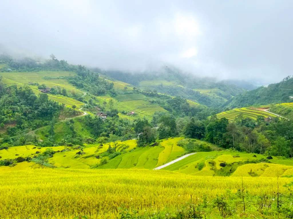 Hà Giang mùa lúa chín