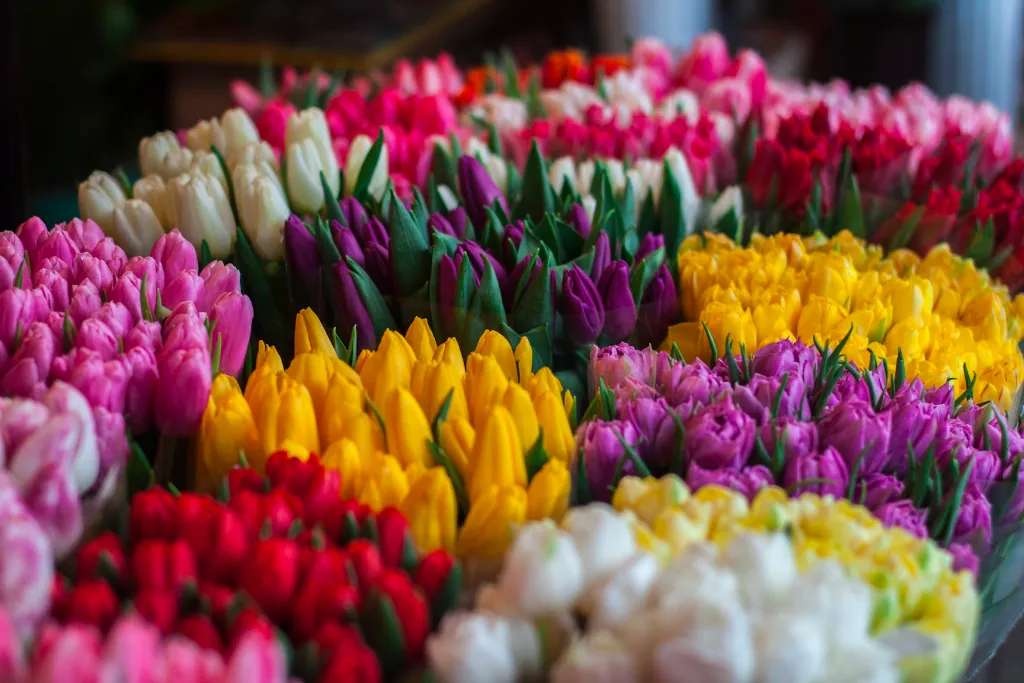 Một gian hàng hoa tulip tại chợ hoa Quảng Bá 