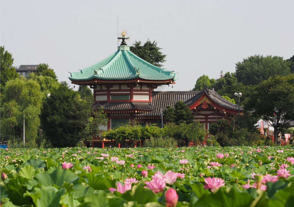 Hồ Shinobazu tại Công viên Ueno