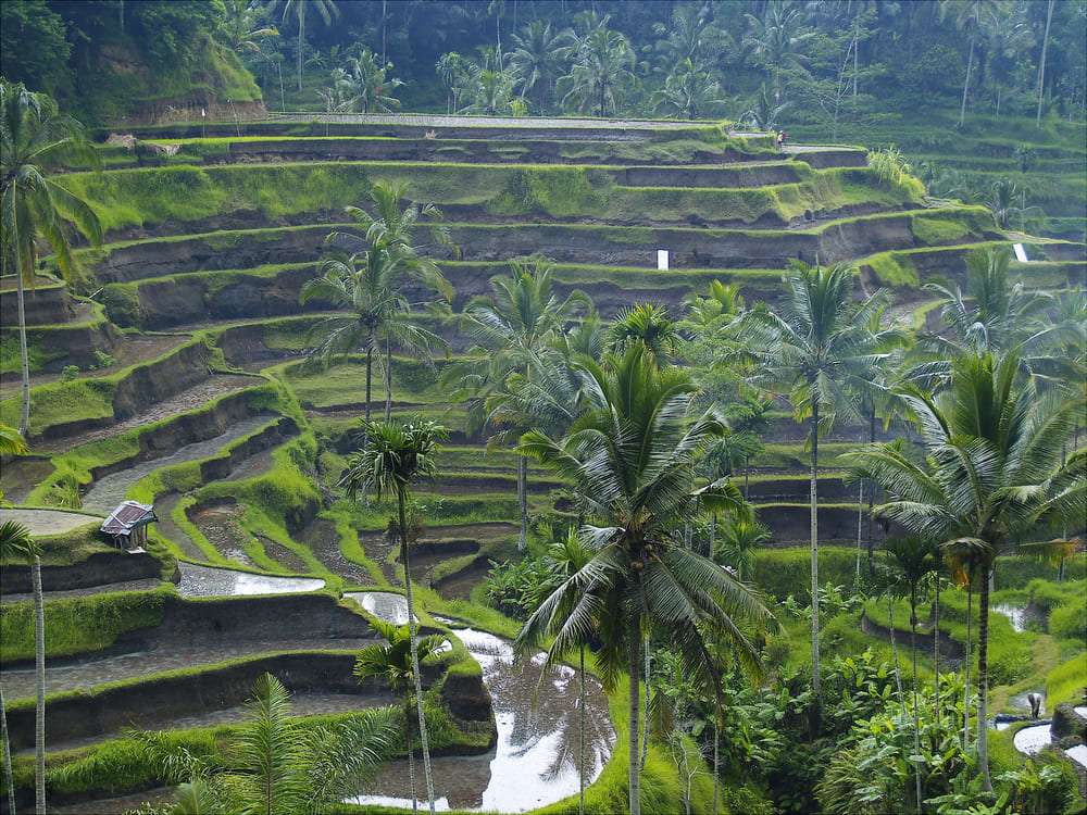 Ruộng bậc thang Tegalalang