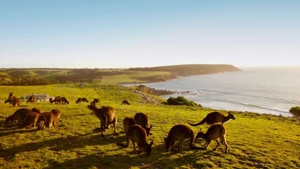 Đảo Kangaroo - Hòn đảo lớn thứ 3 Úc