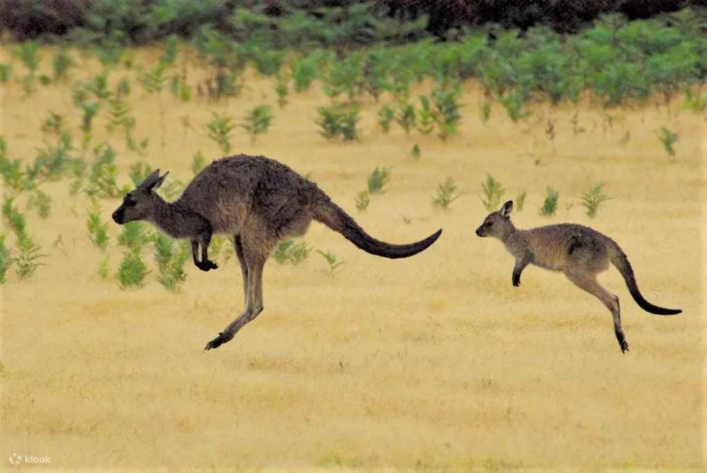Động vật trong công viên Flinders Chase