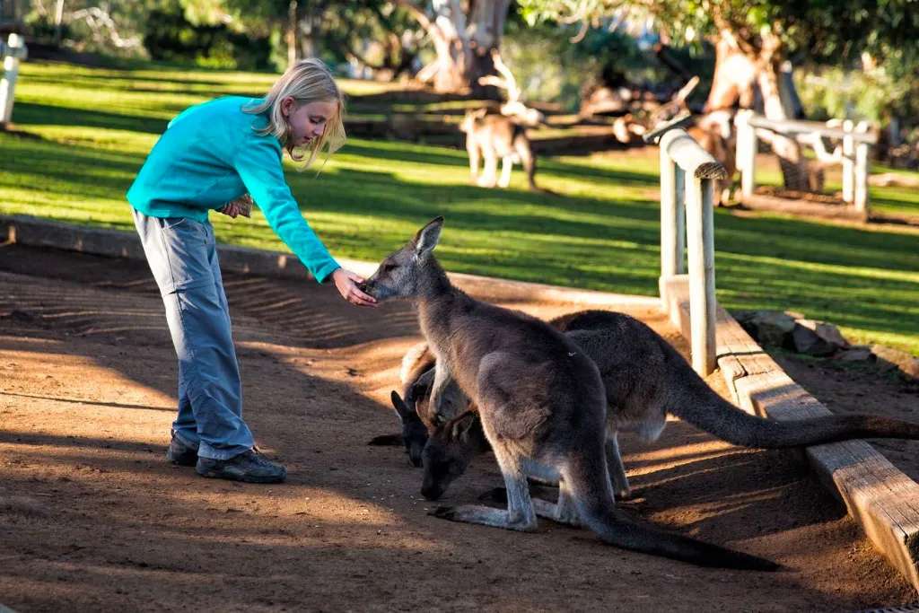 Tham quan chăm sóc những chú kangaroo