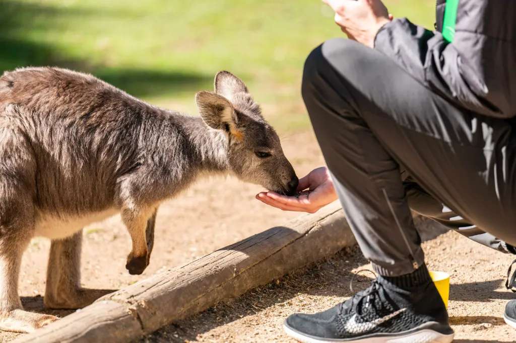 Cho Kangaroo ăn tại công viên hoang dã