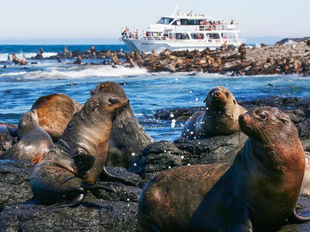Vịnh Seal Bay là một khu vực bảo tồn quan trọng cho hải cẩu và sư tử biển 