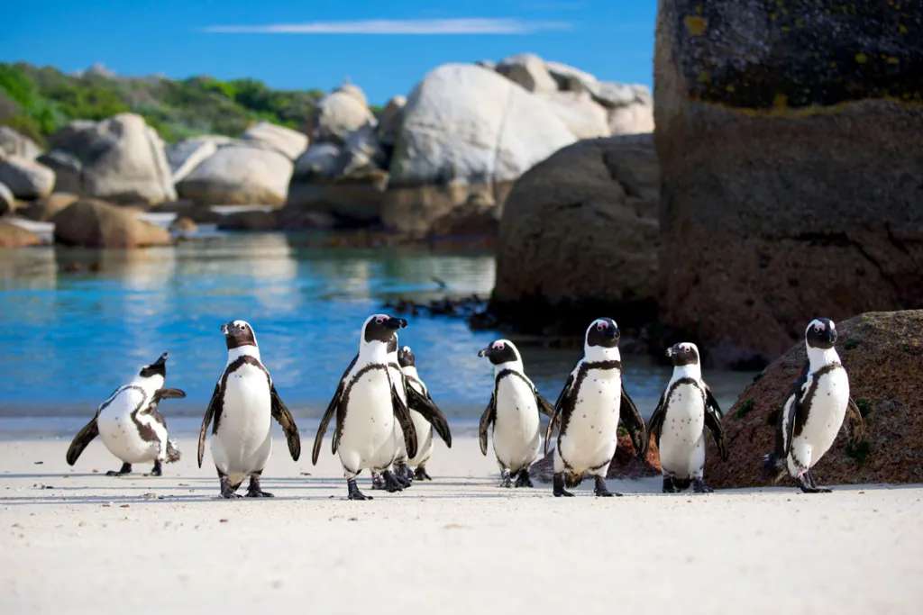 Ghé thăm chim cánh cụt trên bờ biển Penneshaw 