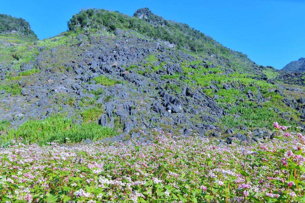 Hoa tam giác mạch ở Hà Giang