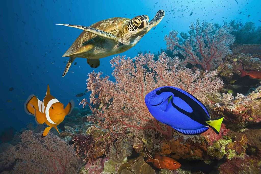 Ngắm nhìn rạn san hô Great Barrier Reef đầy màu sắc