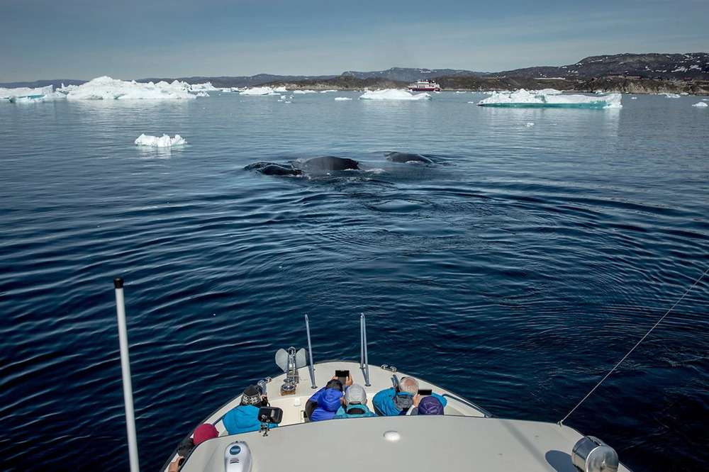 Xem cá voi ở Greenland