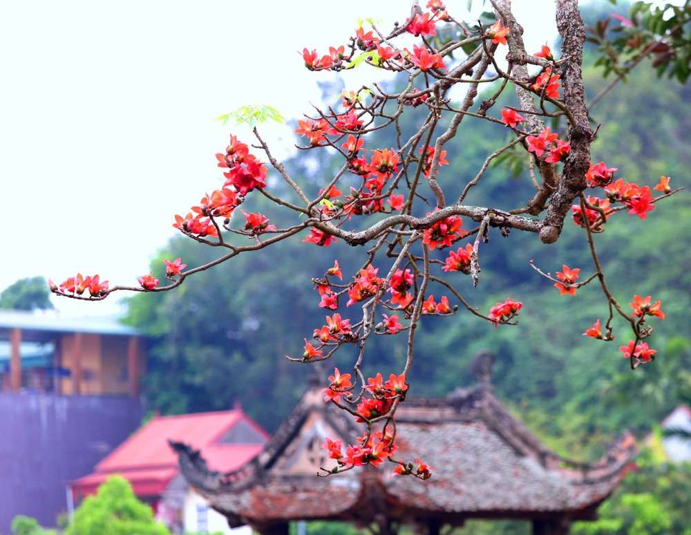 Hoa gạo Hà Giang tháng 3