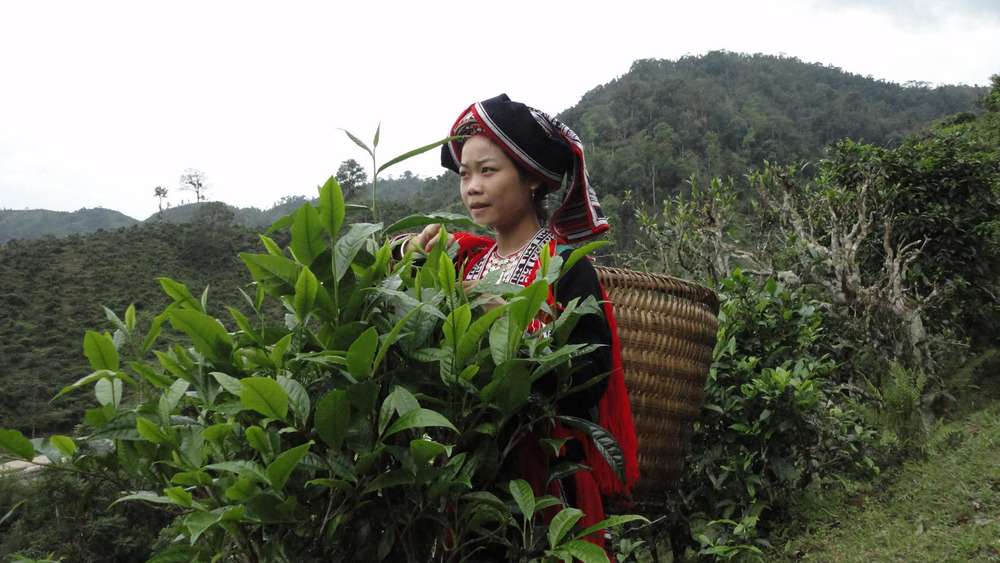 Chè Shan tuyết