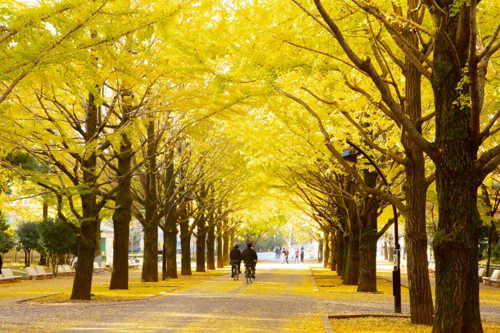 Đường Asan Gingko Tree Road