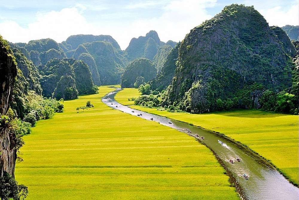 Đồng lúa chín vàng tại Ninh Bình