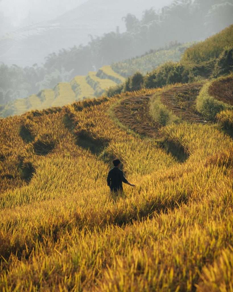 mùa vàng ở Sapa