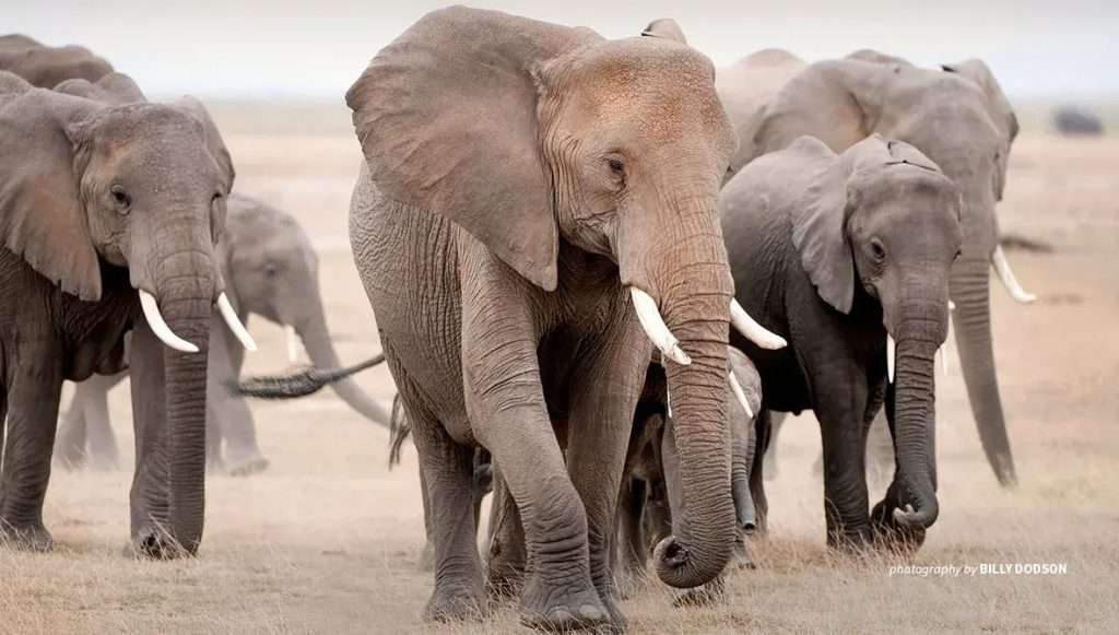 Đàn voi Châu Phi tại Tanzania