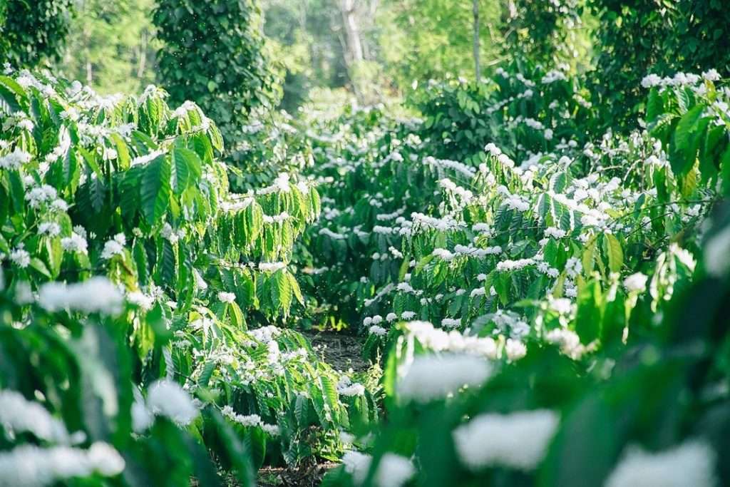 Mùa hoa cà phê nở ở Tây Nguyên