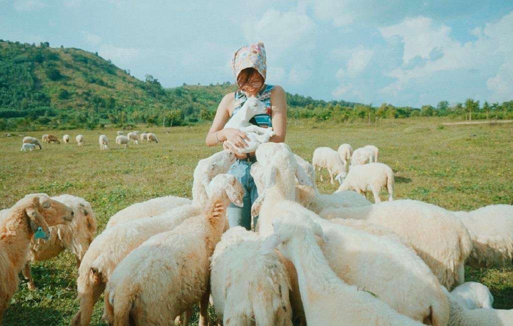 Trại cừu Yên Thành