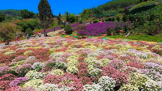 Vườn hoa bảy màu tại Quê Garden