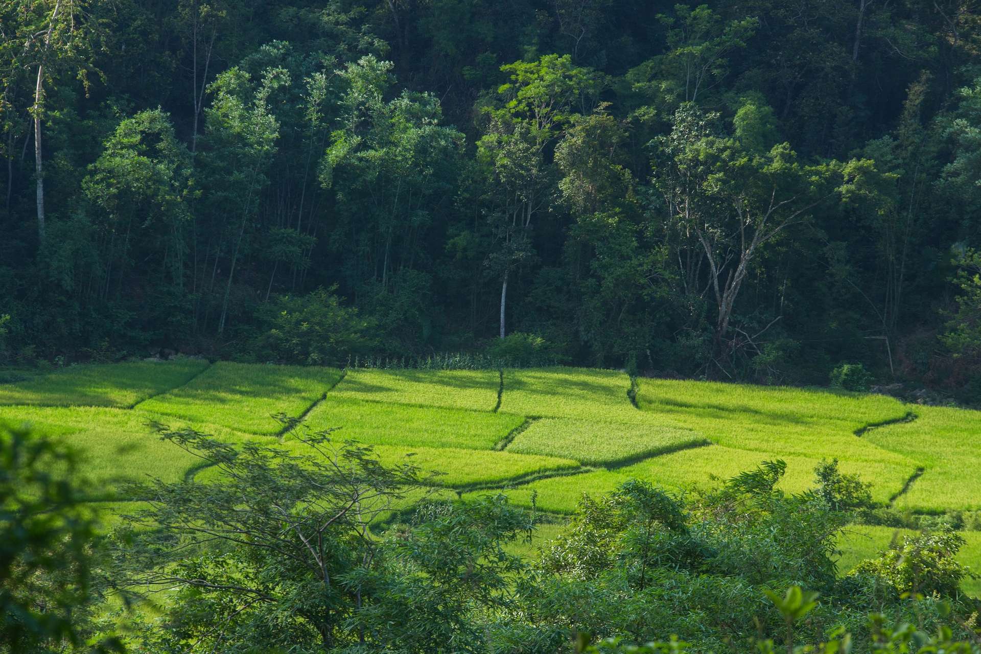 bản bướt vân hồ