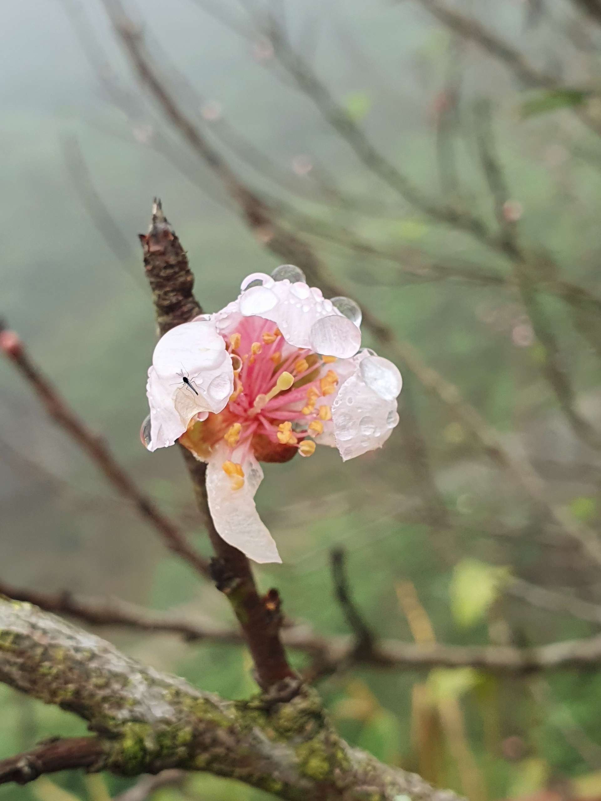 bản công yên bái