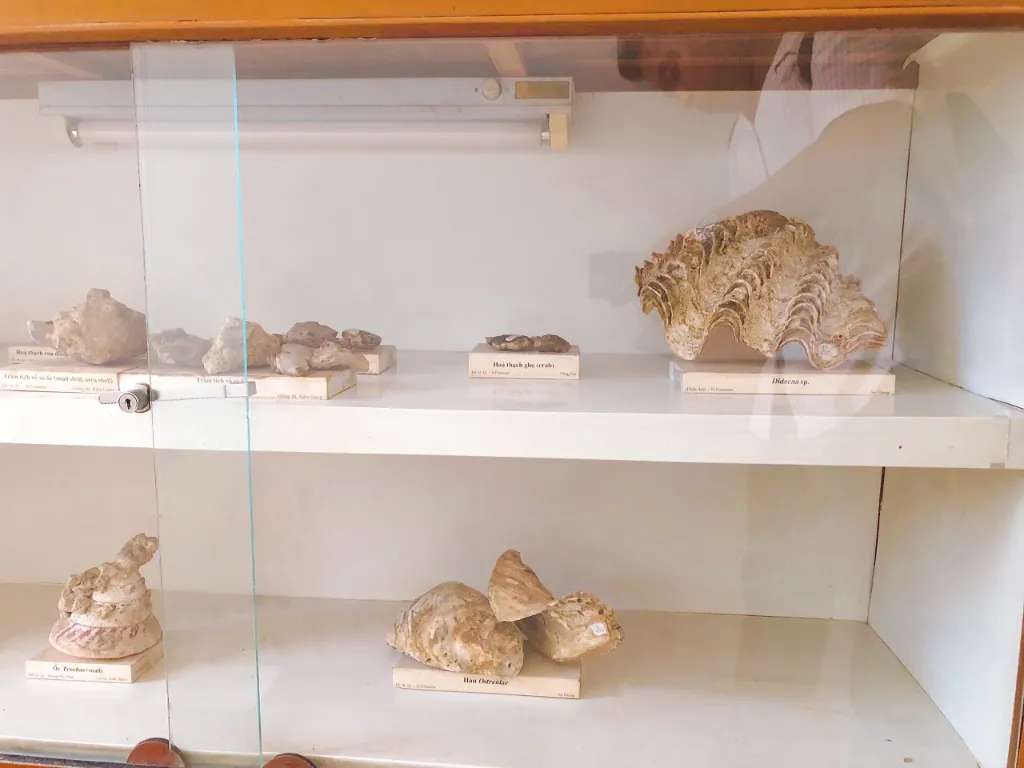 Hàng ngàn mẫu vật cho thấy được sự đa dạng sinh học địa chất của Việt Nam