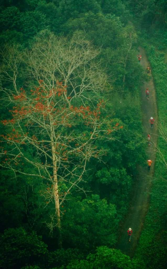 Một cung đường thơ mộng với hoa gạo thắp lửa rừng - Cuc Phuong Jungle Path