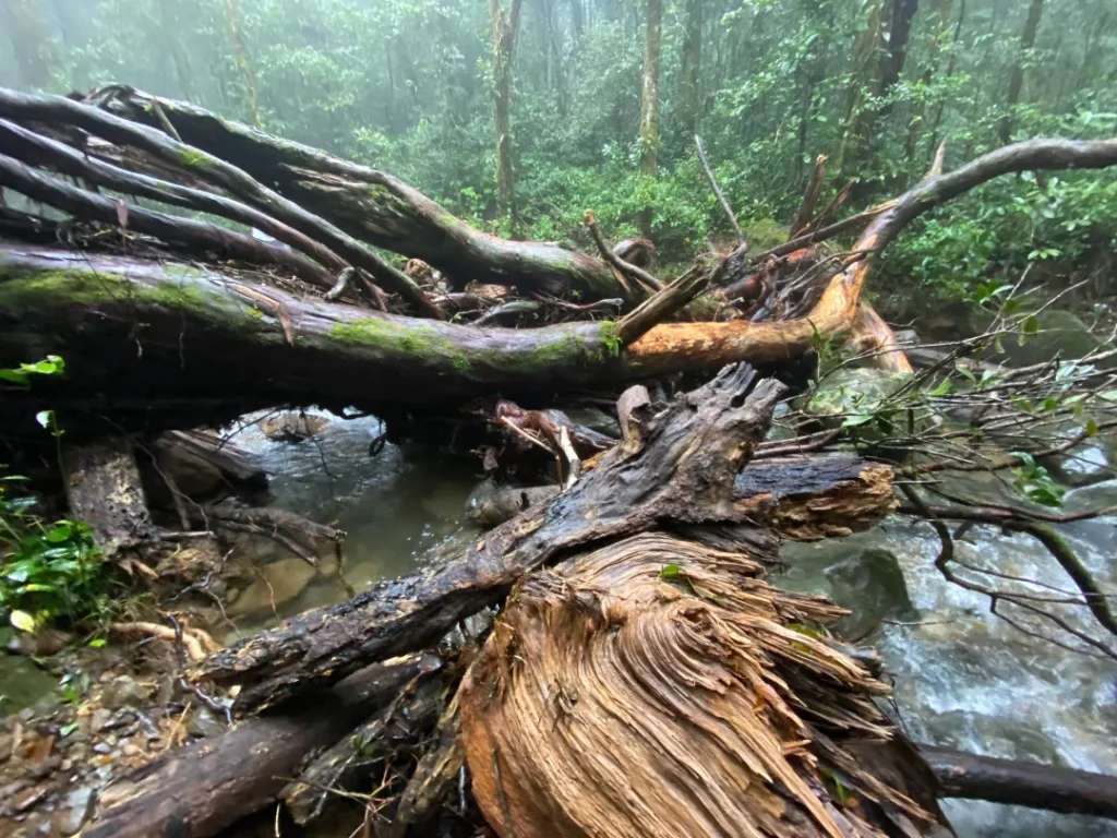 Cơn mưa làm cho cảnh vật kỳ bí hơn - Trekking miền Nam