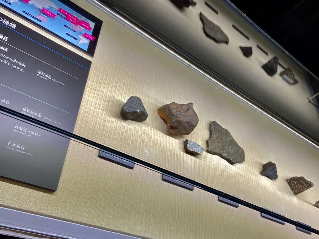 Hóa thạch được trưng bày trong phòng triển lãm