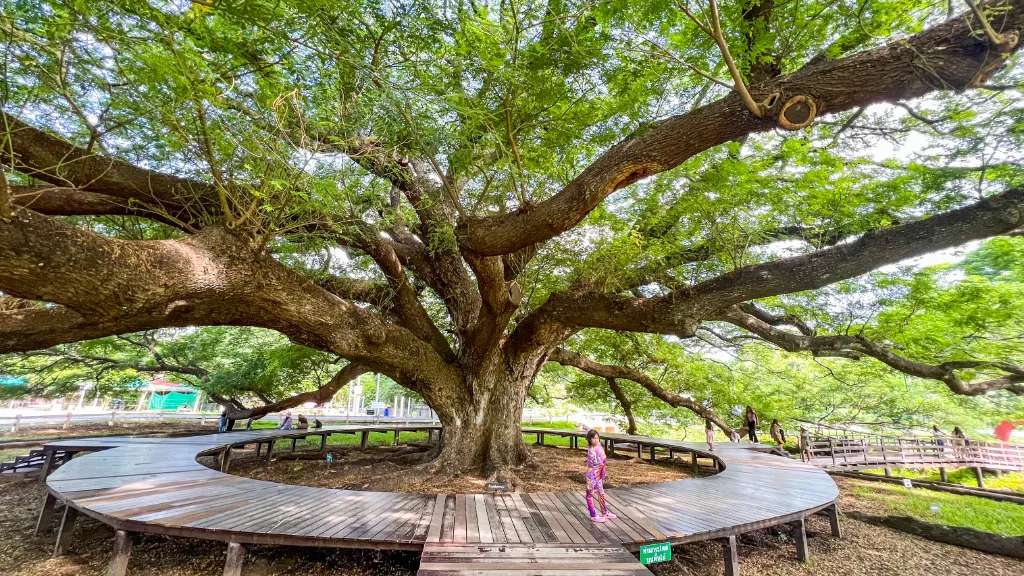 Cây khổng lồ Giant Rain Tree