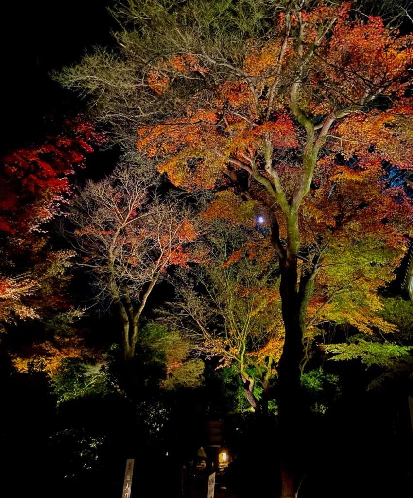 Khung cảnh bên ngoài lối vào sảnh chính của chùa - Địa điểm ngắm lá đỏ ở Kyoto về đêm 