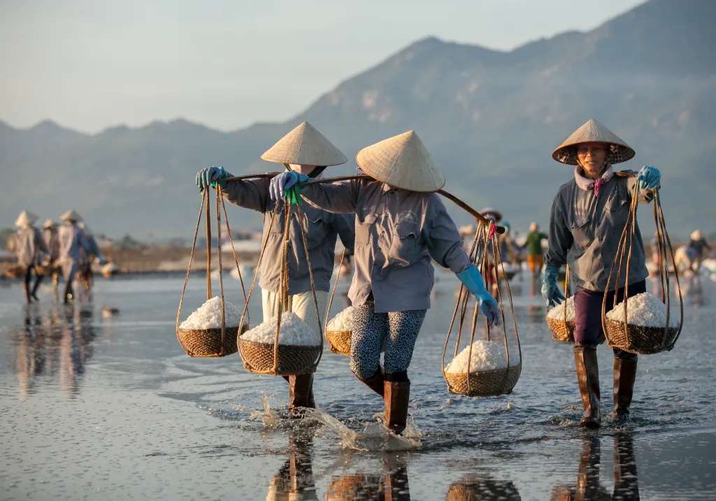 Người ta xúc muối đổ vào những giỏ đan bằng tre rồi gánh đổ đống tập trung.