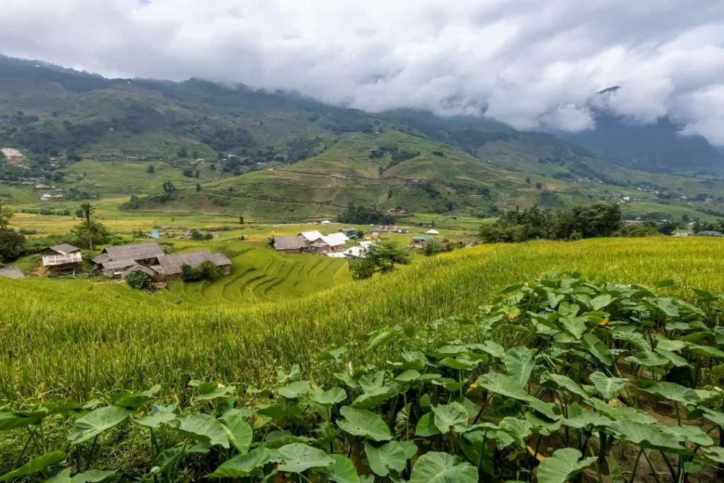 View ruộng lúa của Victoria Sapa Homestay, lúa trải miên man ngút tầm mắt