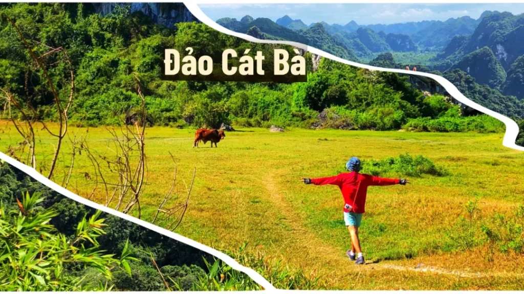 du lịch đảo cát bà