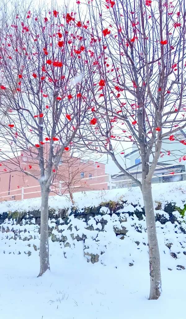 Mình đã bắt gặp 2 cây hoa đỏ rực rỡ này ở công viên phía chân dốc,dù không rõ đây là cây hoa gì nhưng lá đã rụng hết và chỉ còn lại những bông hoa đỏ rực giữa trời tuyết trắng vô cùng nổi bật. Thật khó diễn tả hết cảm xúc khi vô tình bắt gặp được những khoảnh khắc tuyệt diệu như vậy.