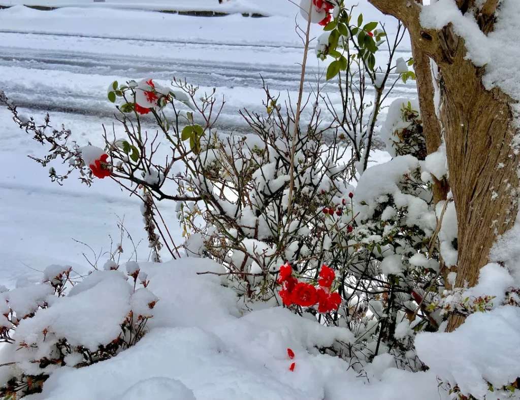 Không chỉ hai cây hoa lớn kia mà ven đường cũng có rất rất nhiều những bông hoa đỏ rực rỡ  nở vào trời đông được người dân ở đây cố ý trồng tạo nên sắc thái tương phản và một không gian ấm cúng vô cùng dù vào trời tuyết rơi giá rét