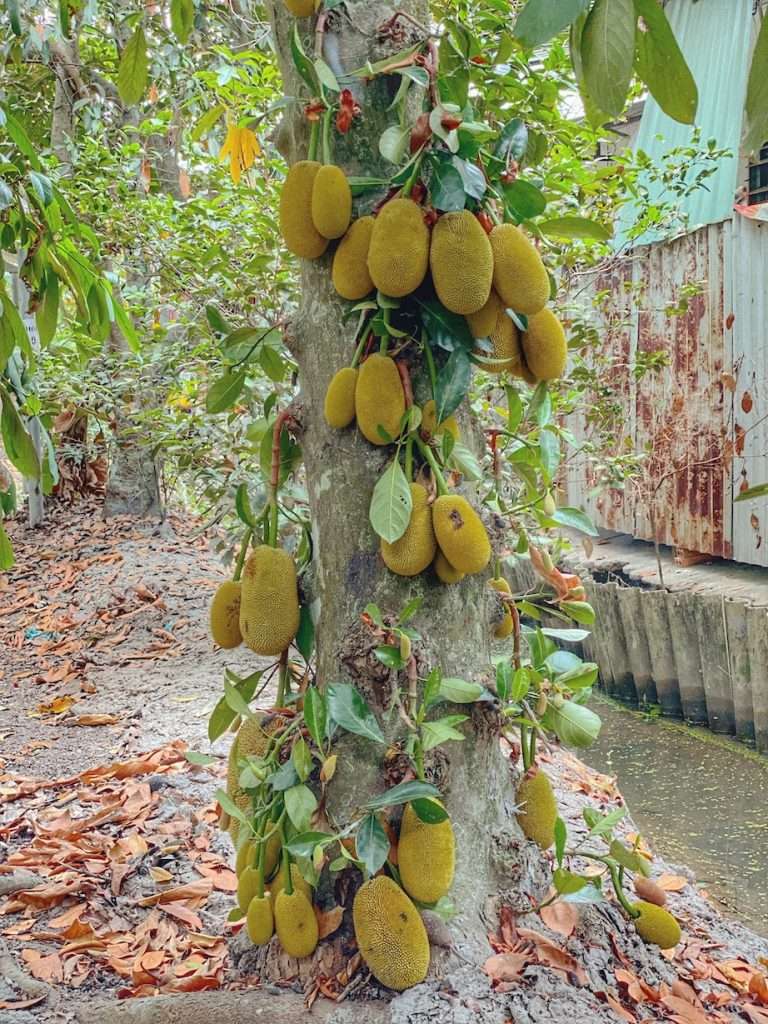 du lịch lái thiêu