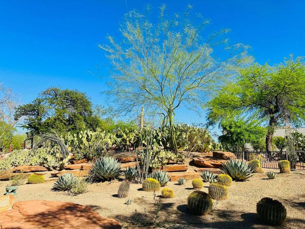 Một góc nhỏ Cactus Garden 