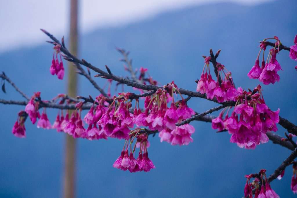 Sapa mùa xuân