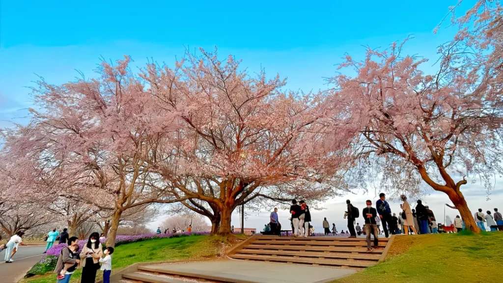 Hoa anh đào nở bung vào mùa xuân ở công viên Sakura no yama