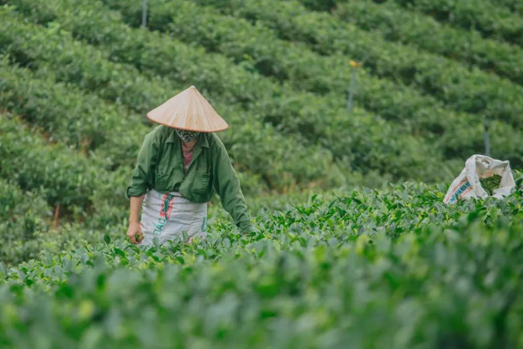 Vùng chè La Bằng cho chất lượng chè thơm ngon nổi tiếng