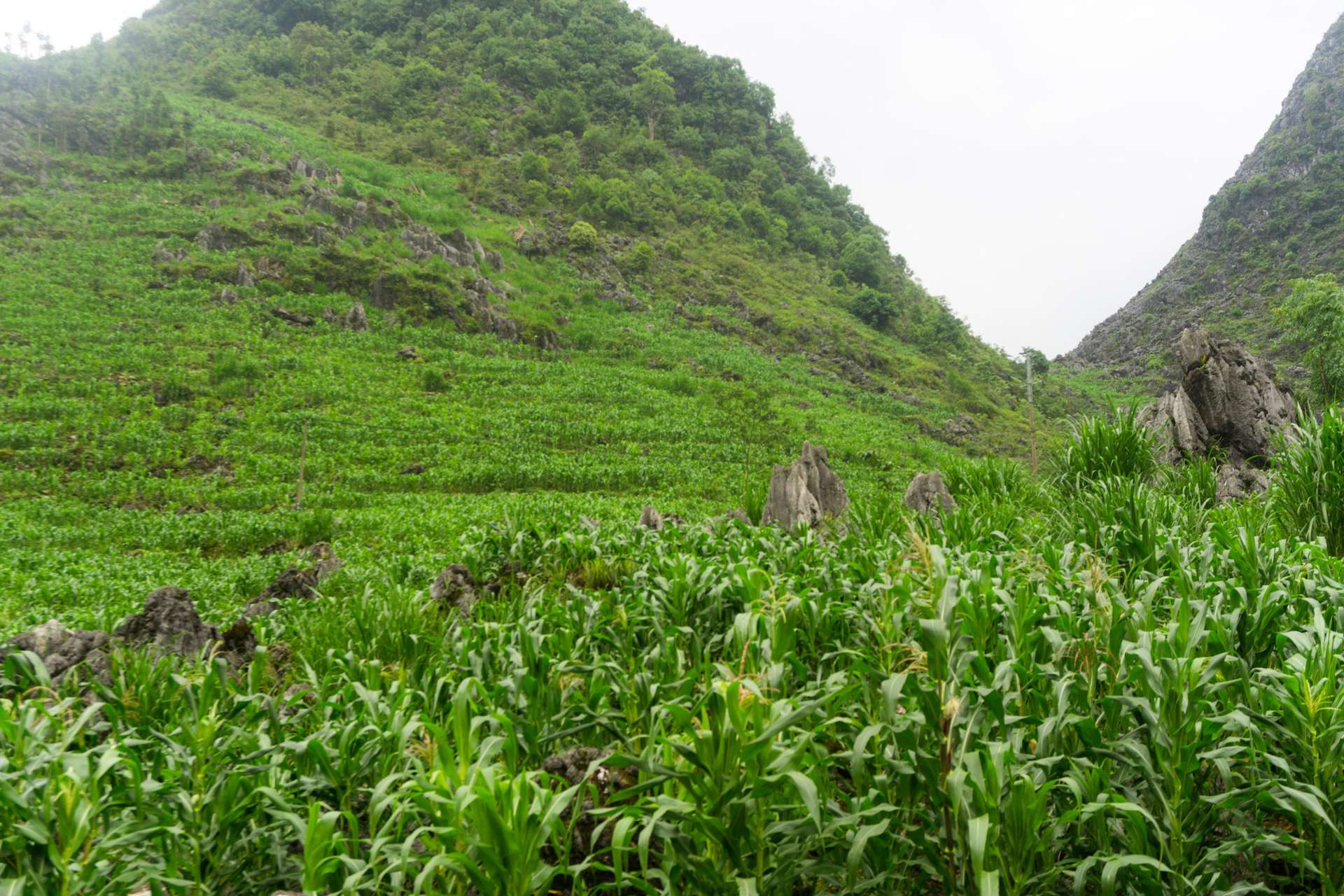 Hà Giang mùa hè