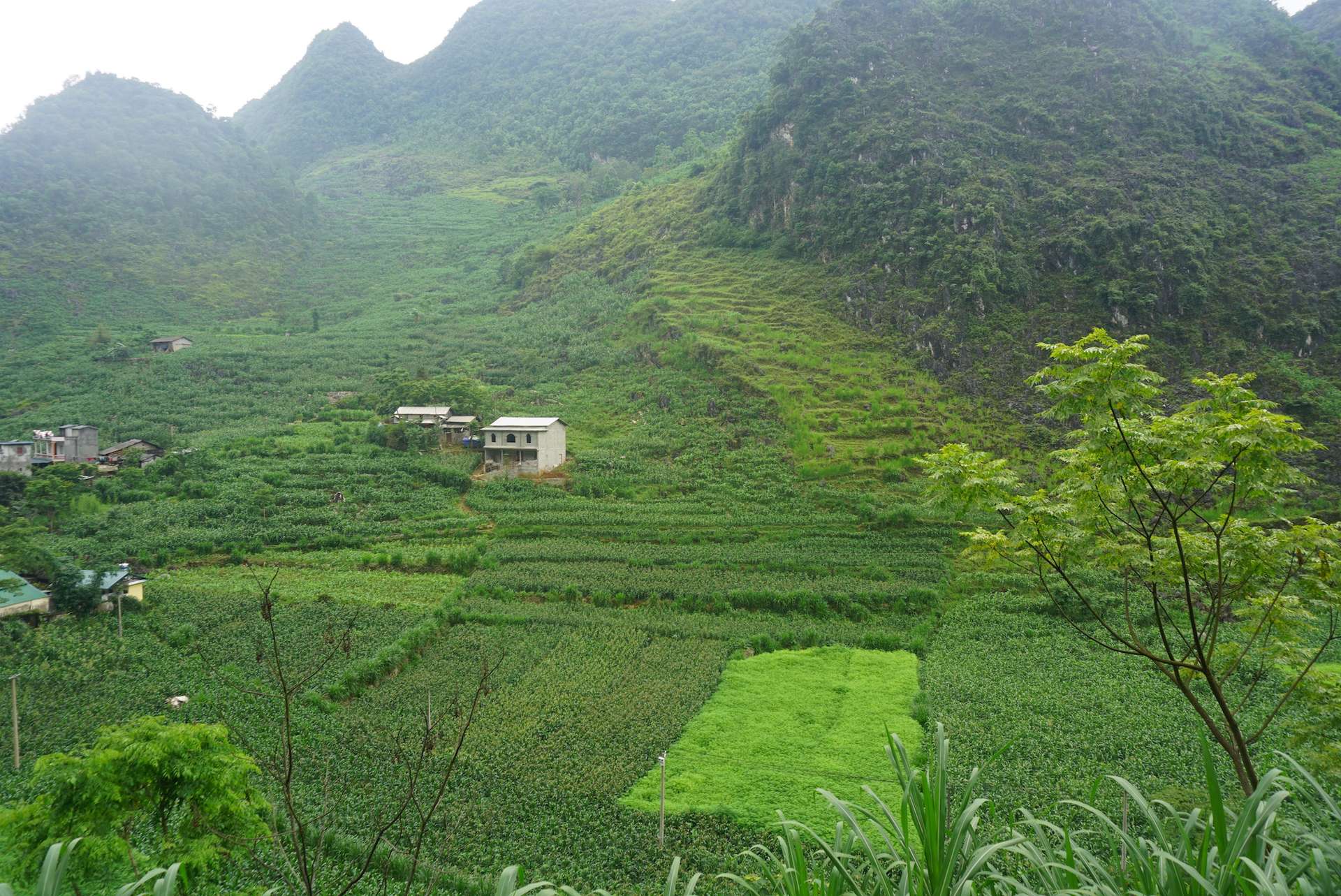 Hà Giang mùa hè