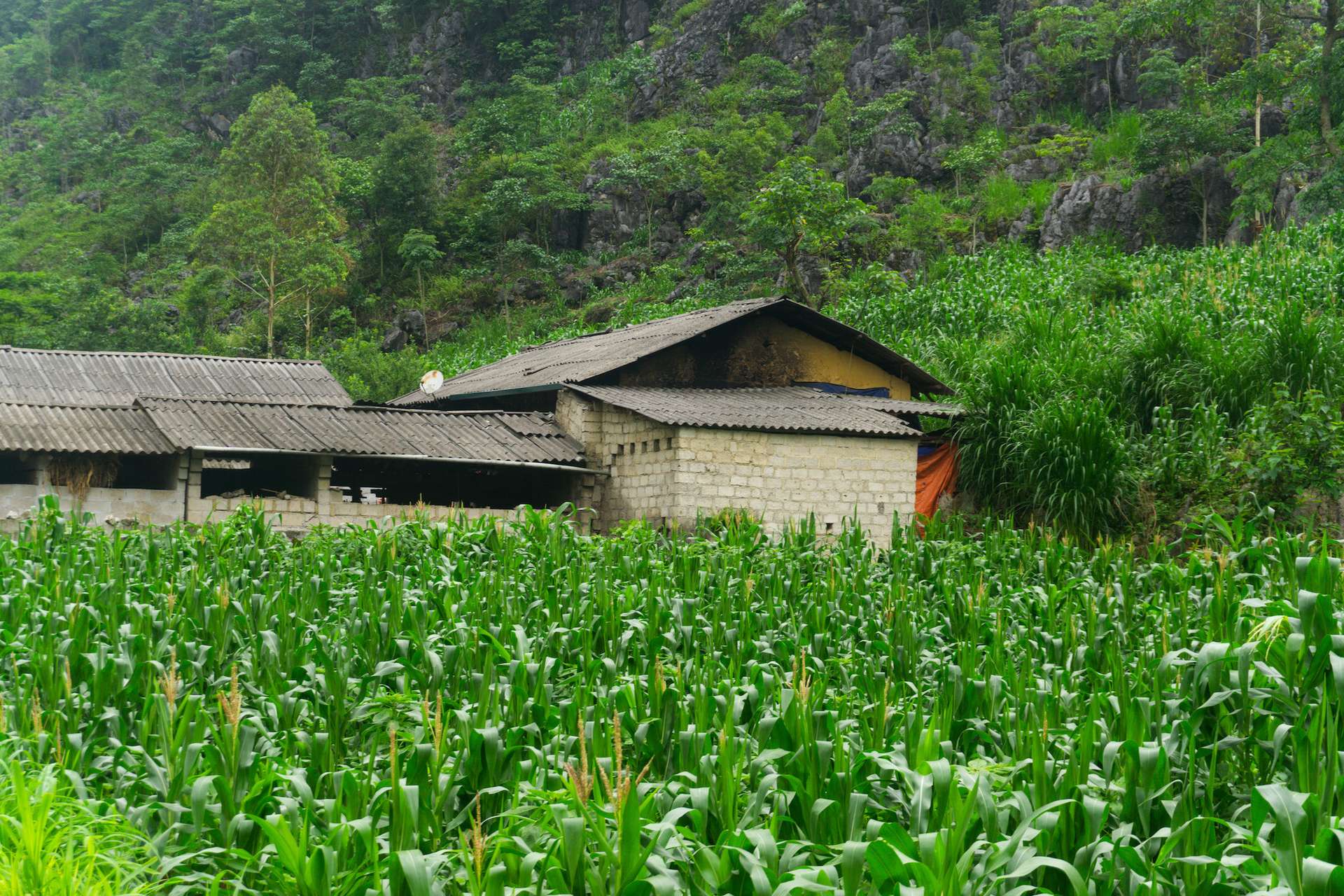 Hà Giang mùa hè