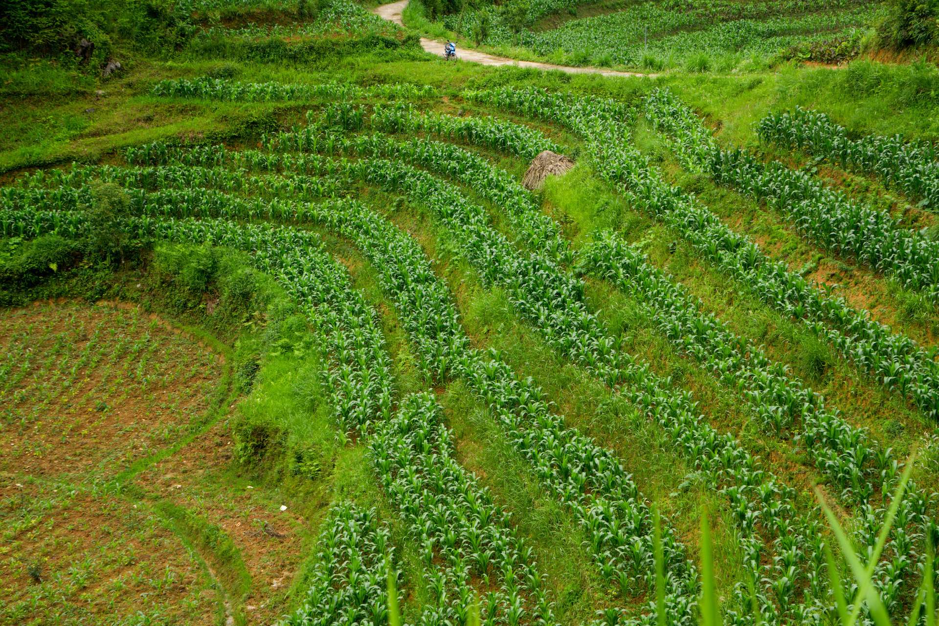 Hà Giang mùa hè